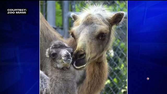 Endangered camel calf born at Zoo Miami - WSVN 7News | Miami News ...