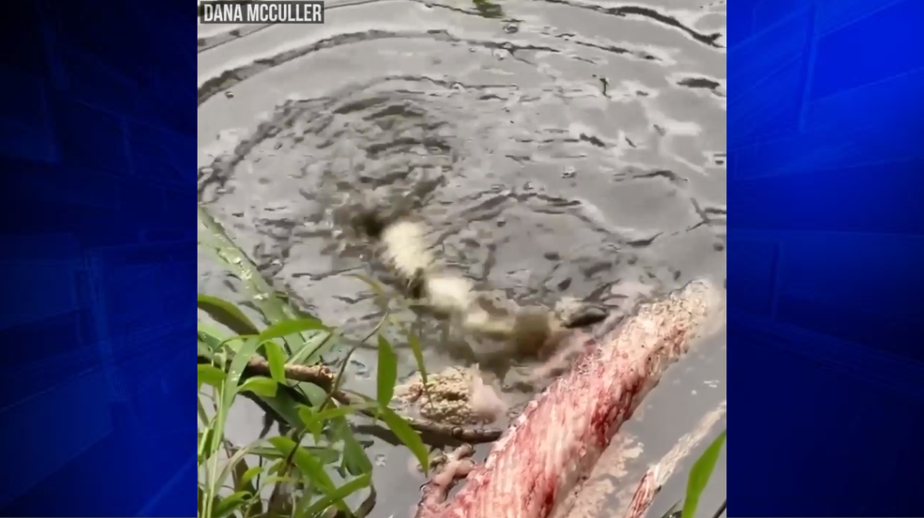 Video shows baby alligators practicing death roll WSVN 7News Miami