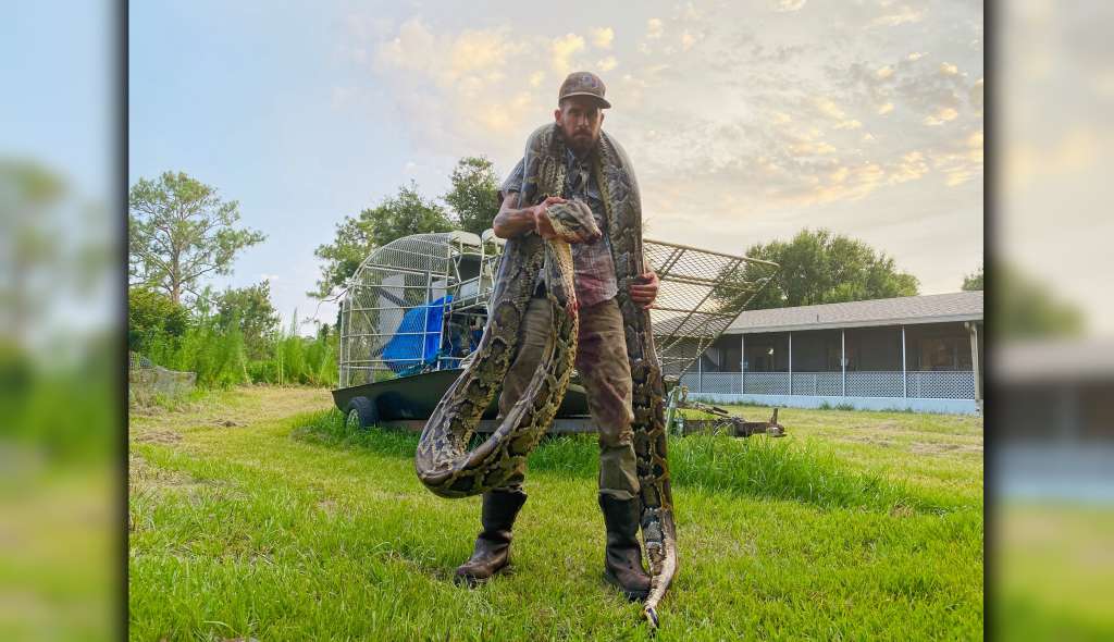 Seventeen-foot python put up a fierce fight before being captured in ...