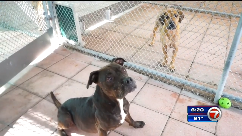 Fort Lauderdale pet shelter launches July adoption campaign WSVN
