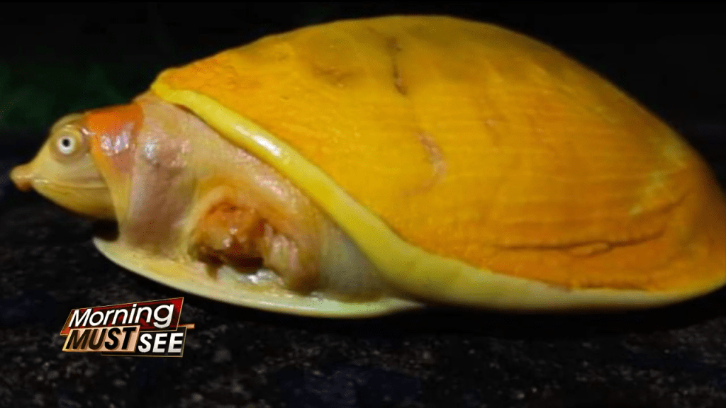 Rare yellow turtle discovered in India WSVN 7News Miami News