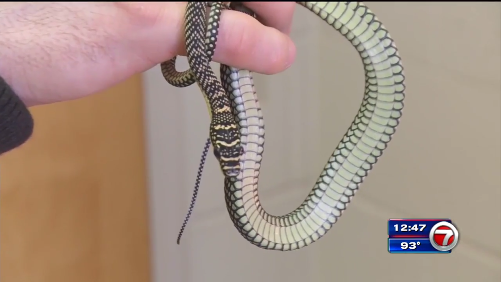 Flying snakes? Here’s how they can glide through the air WSVN 7News