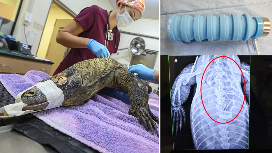Komodo dragon at Zoo Miami undergoes emergency surgery after eating