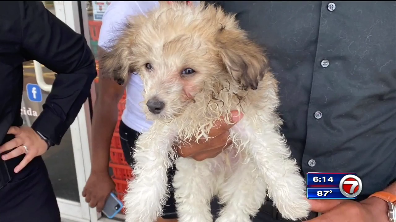 Can I Return A Puppy To Petland