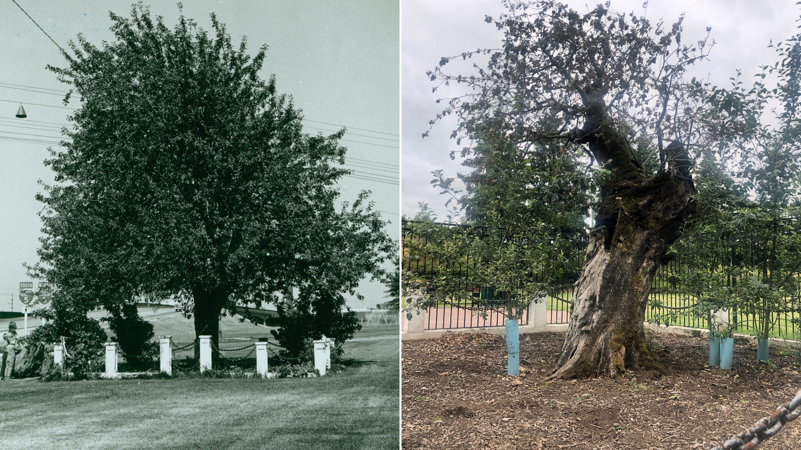 その他 Old Apple Tree A 194-year-old apple tree, the matriarch of the Northwest