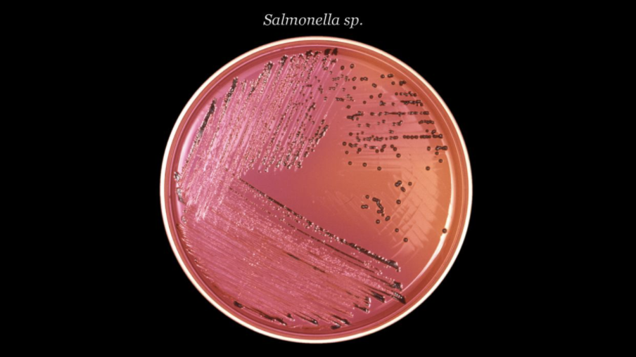 Salmonella outbreak linked to onions expands to hundreds ...