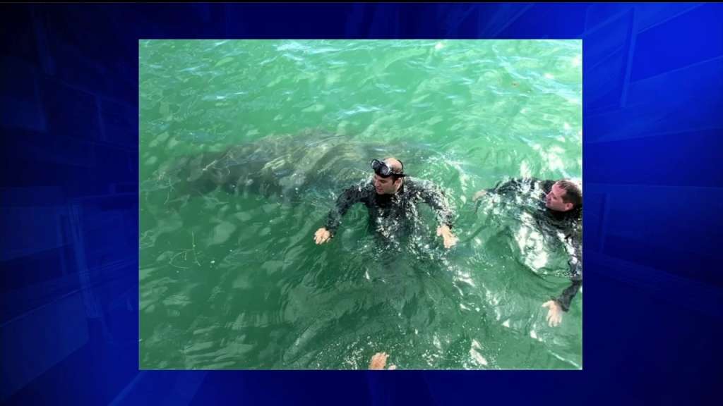 Curious manatee drops in on SWAT Team training in Manatee County WSVN