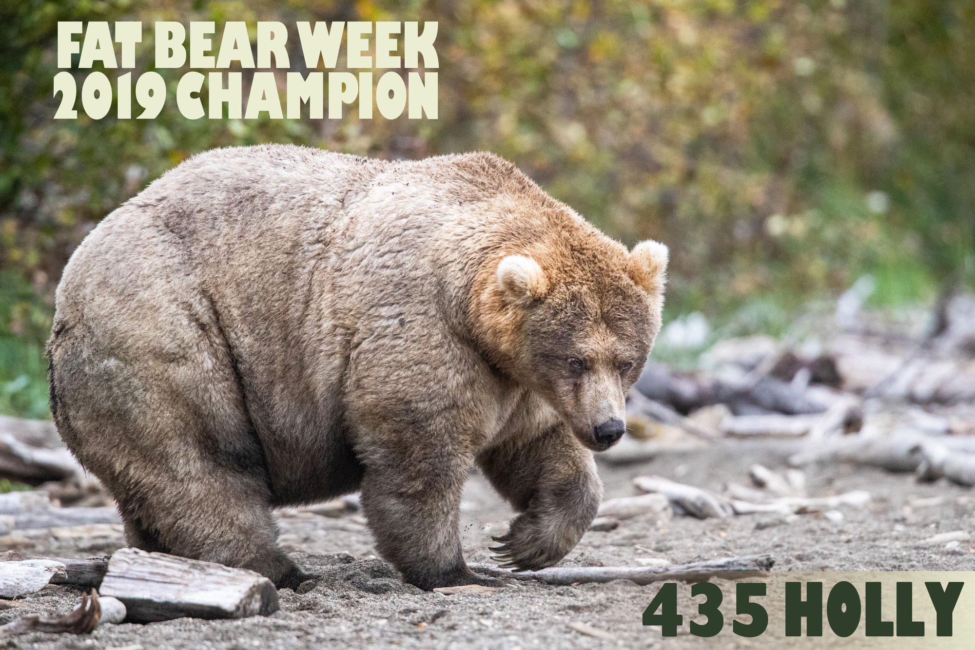 The holiday everyone needs right now is upon us Fat Bear Week WSVN