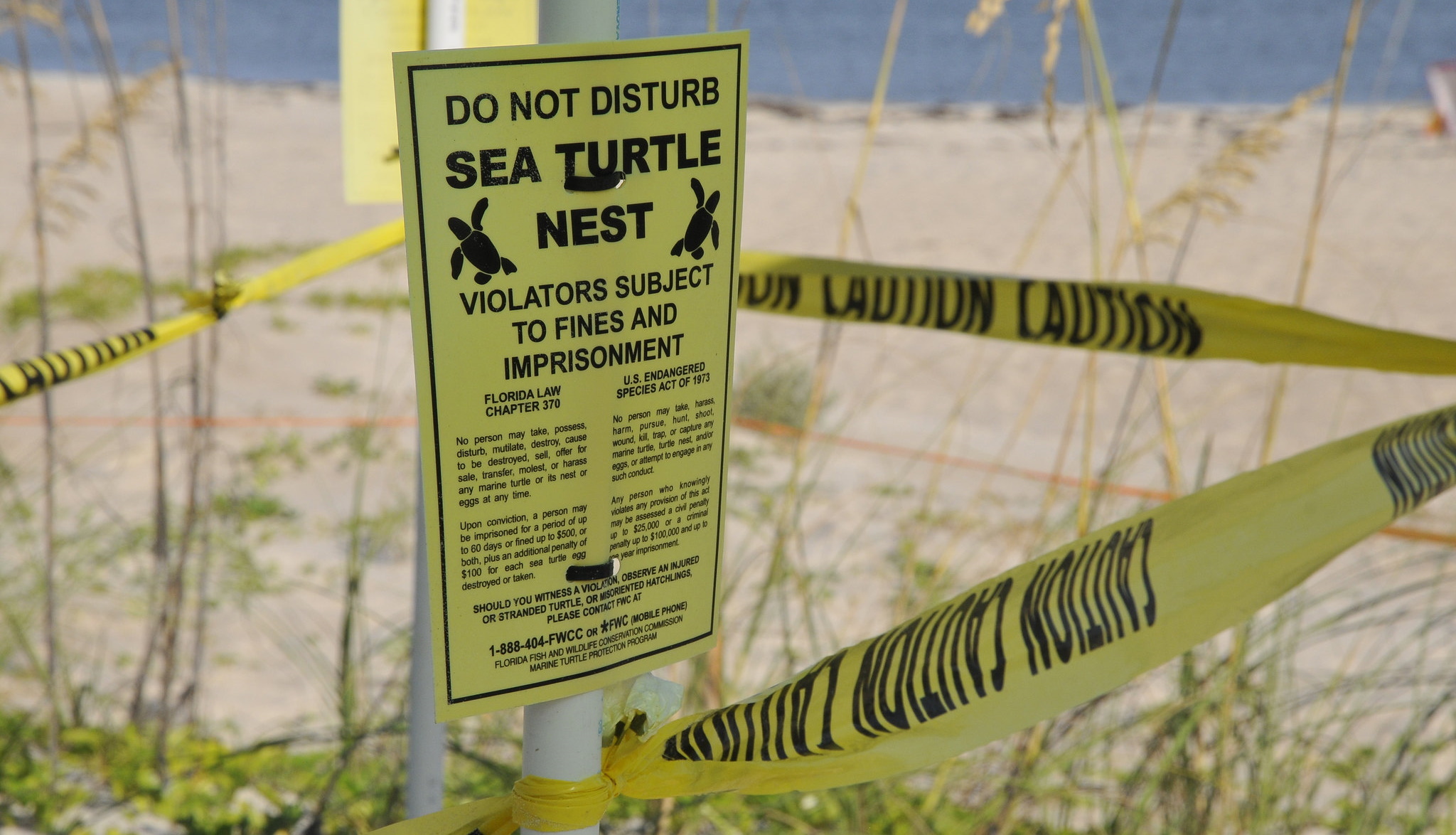 Sea Turtle Nest Fwc Tim Donovan WSVN 7News Miami News Weather