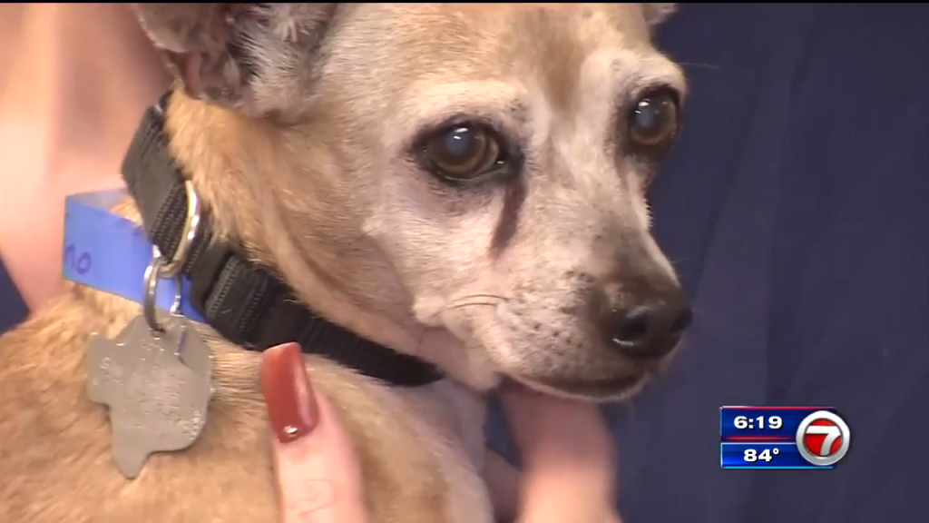 Texas family dog missing in 2014 found in Fort Lauderdale