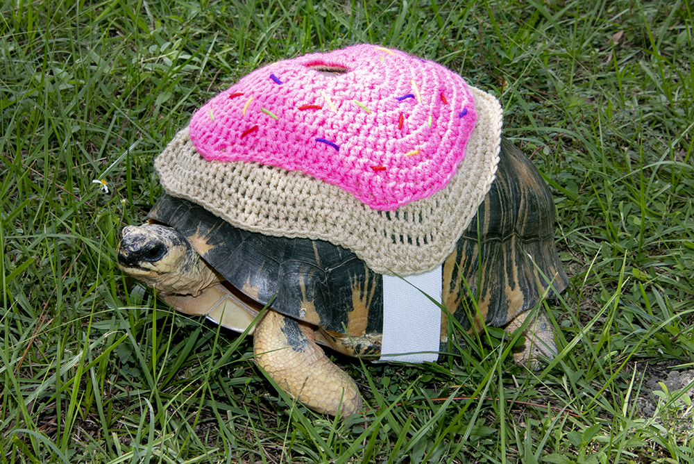 Animals at Zoo Miami celebrate Halloween early WSVN 7News Miami