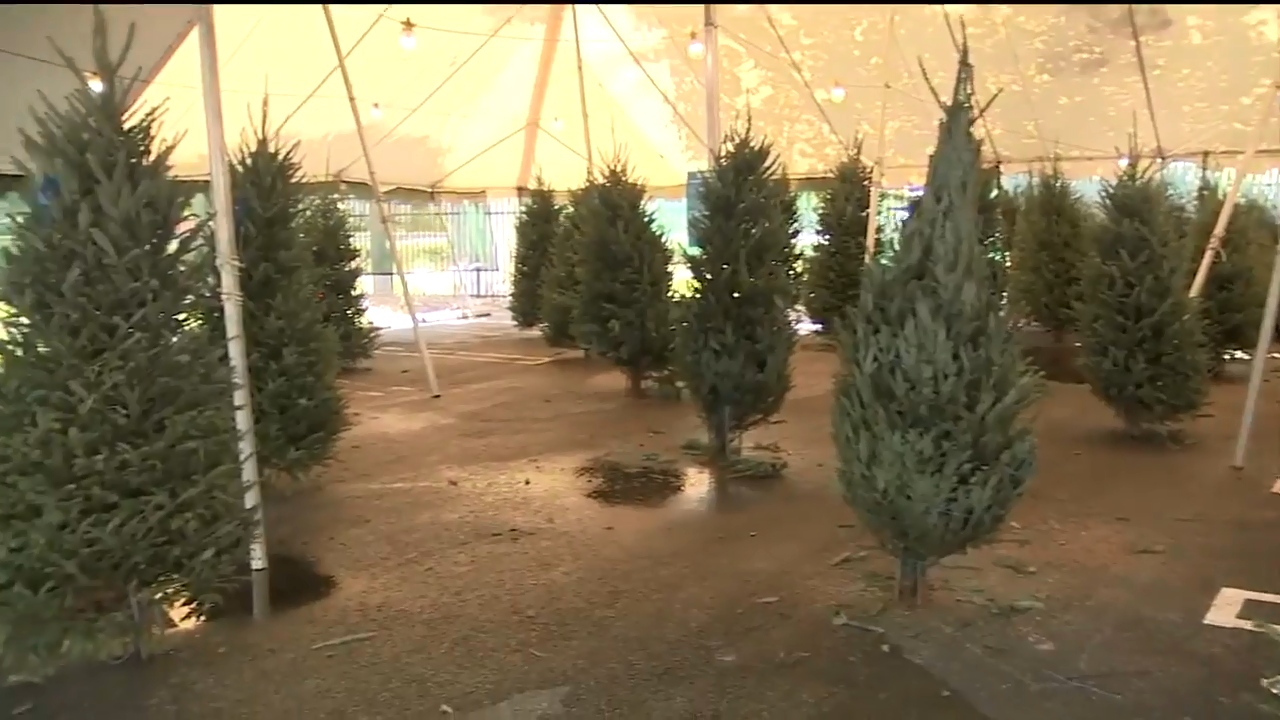 Boys & Girls Club of MiamiDade begins annual Christmas tree sale