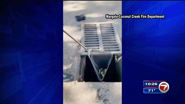 6 ducklings rescued from storm drain in Coconut Creek - WSVN 7News ...
