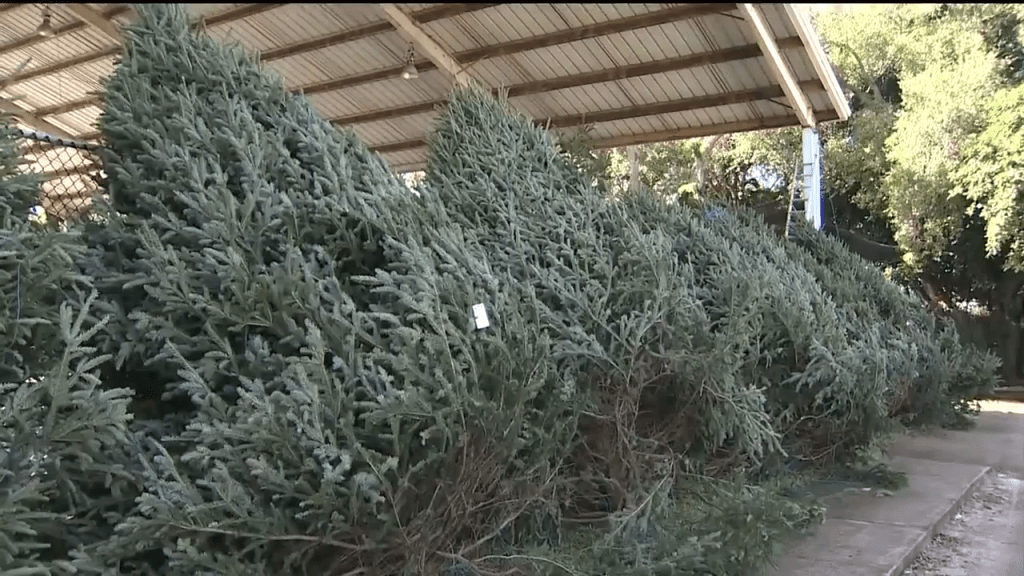 Costco, other retailers warn of smaller selection of Christmas trees