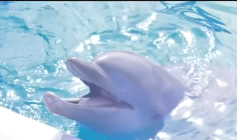 Miami Seaquarium reopens Friday, debuts dolphin calf WSVN 7News