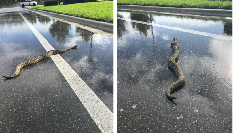 Large rattlesnake seen crossing road in Southwest Florida - WSVN 7News
