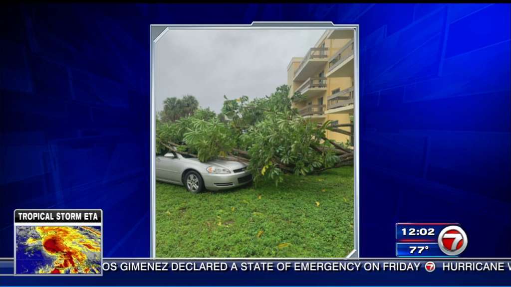 A tree from my apartment building fell on my car
