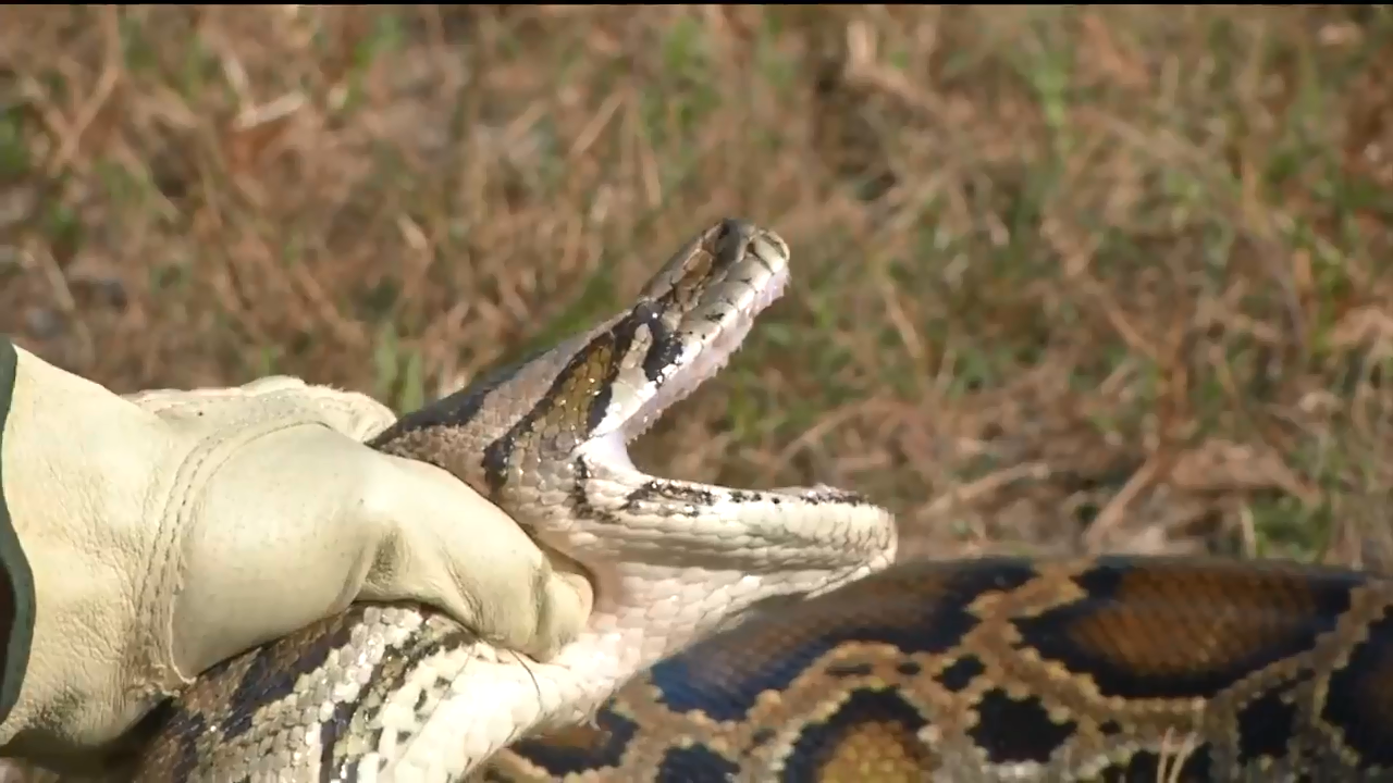 Burmese python hunt in Florida Everglades slated for August WSVN