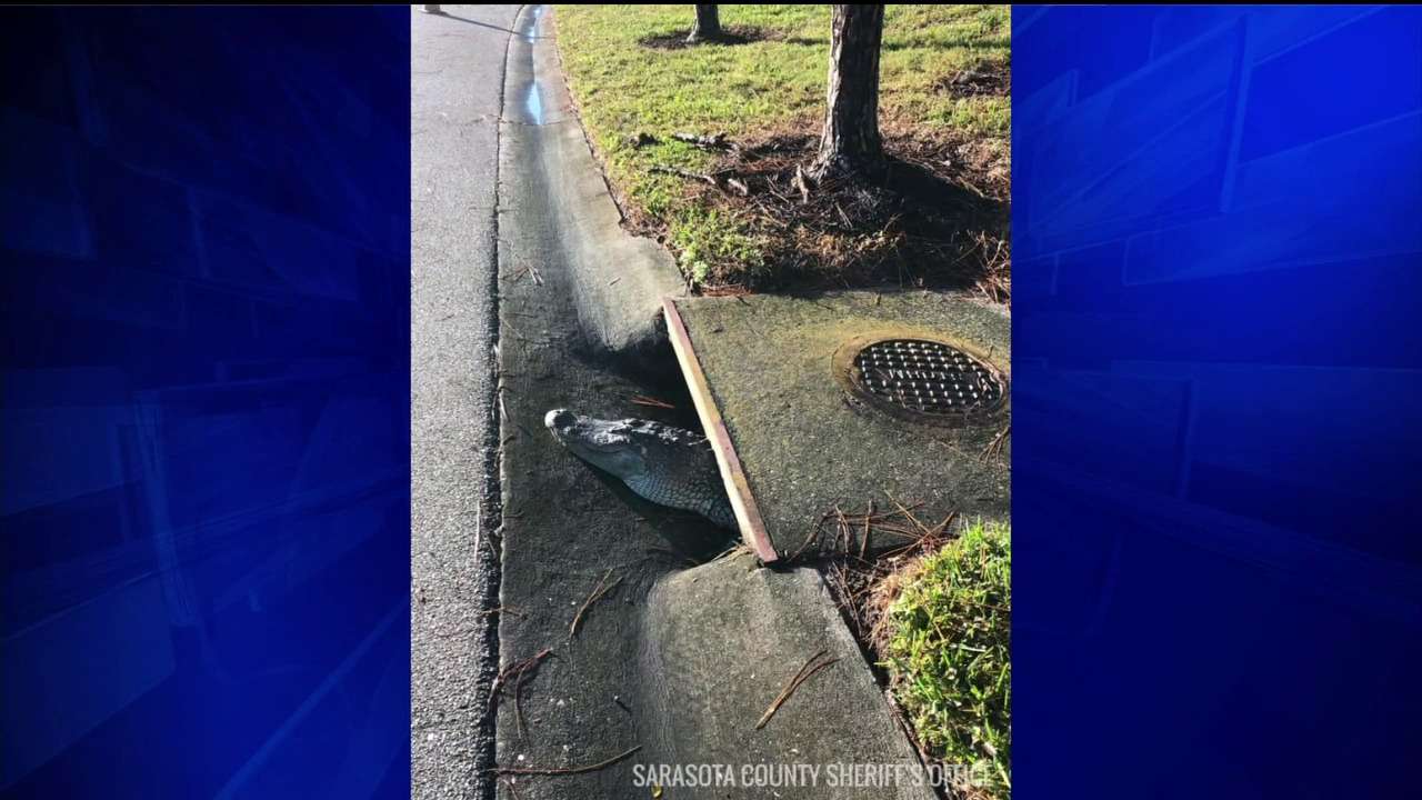 Sarasota deputies rescue 6-foot alligator from storm drain - WSVN 7News ...