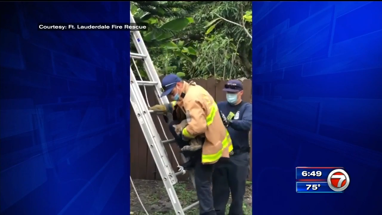 Fort Lauderdale firefighters rescue cat stuck in tree WSVN 7News