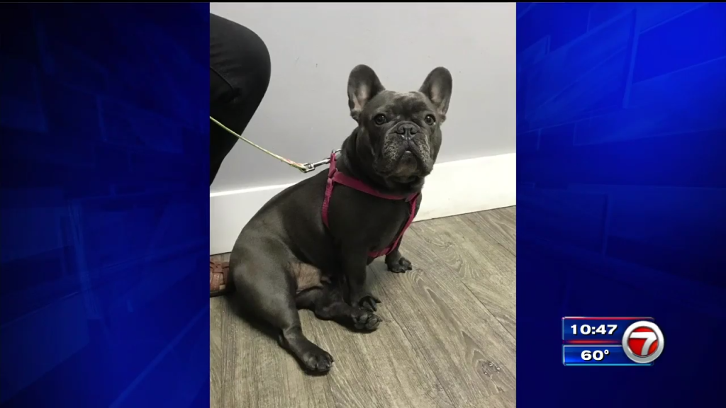 2 women caught on camera stealing French bulldog from ...