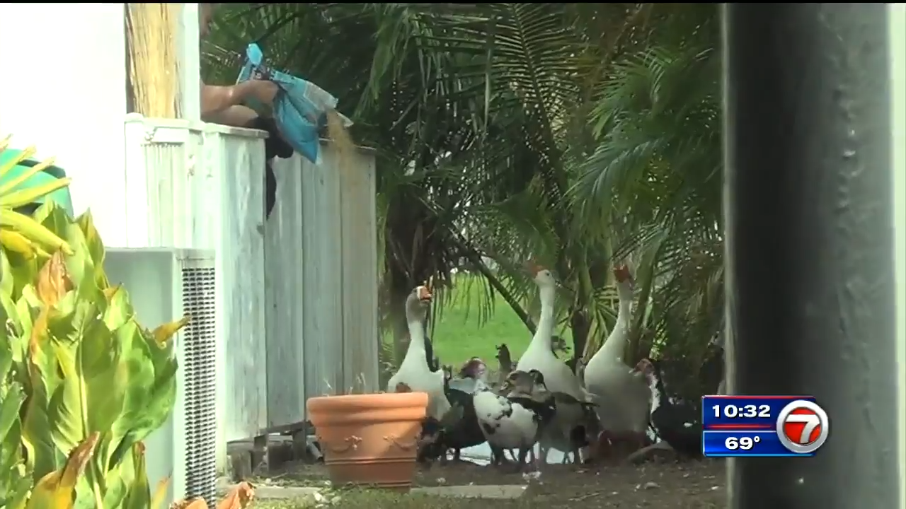 Feeding of birds in one Miramar community ruffling feathers, pitting