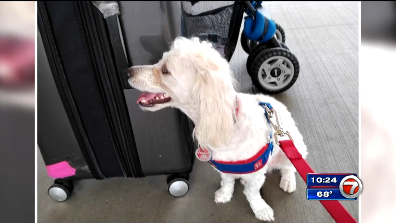 Woman says service dog denied flight out of FLL amid crackdown on