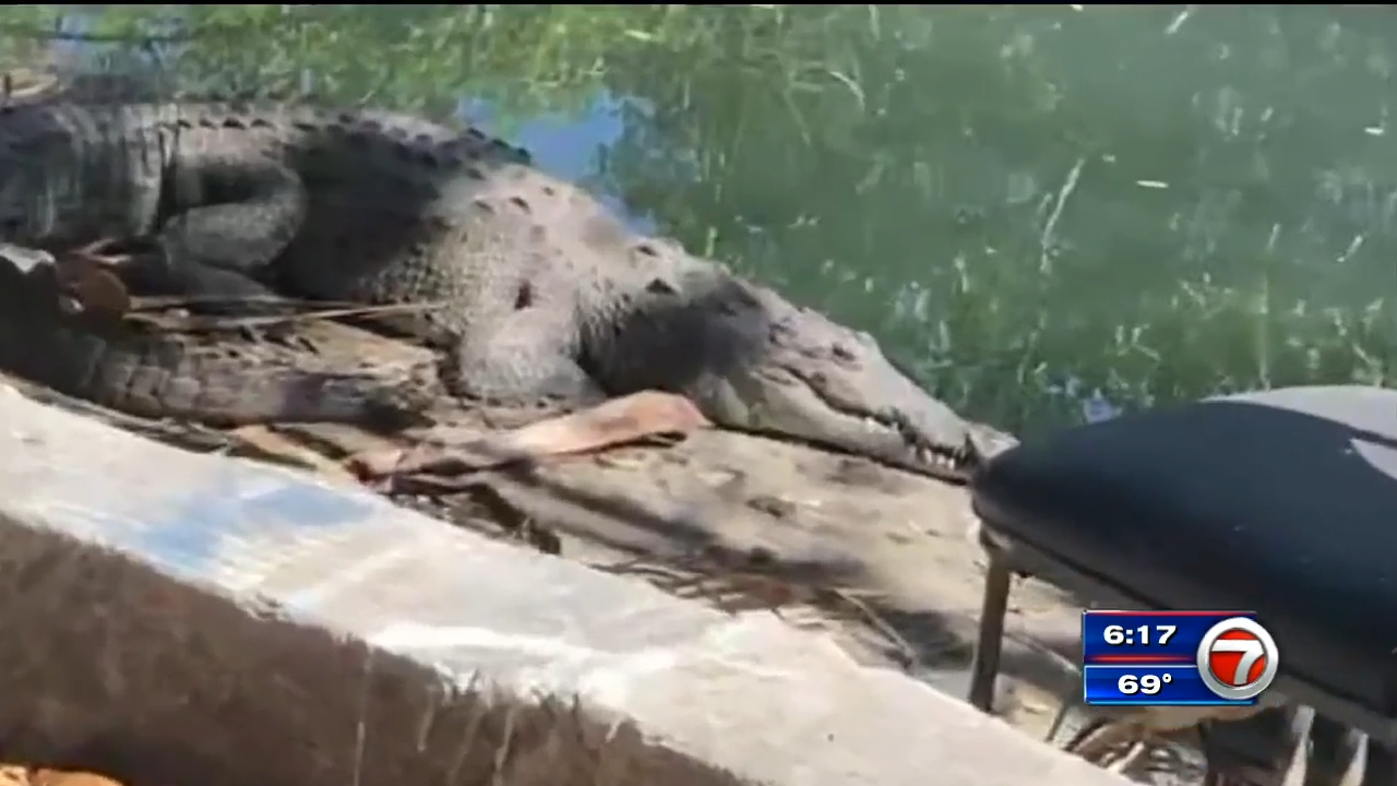 Are There Alligators in Miami Beach? 2