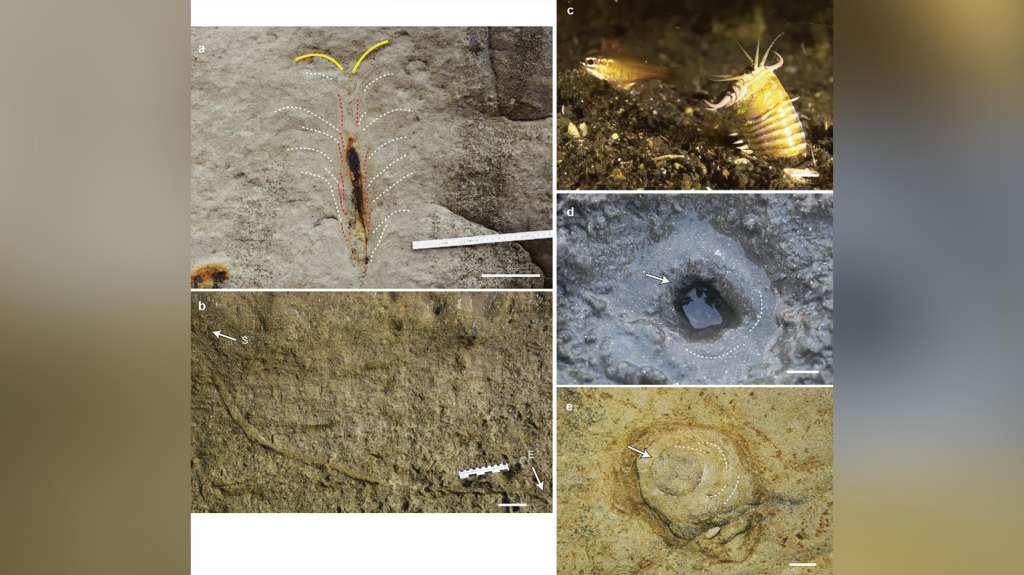 Fossil-hunters think they have found the lair of a giant ...