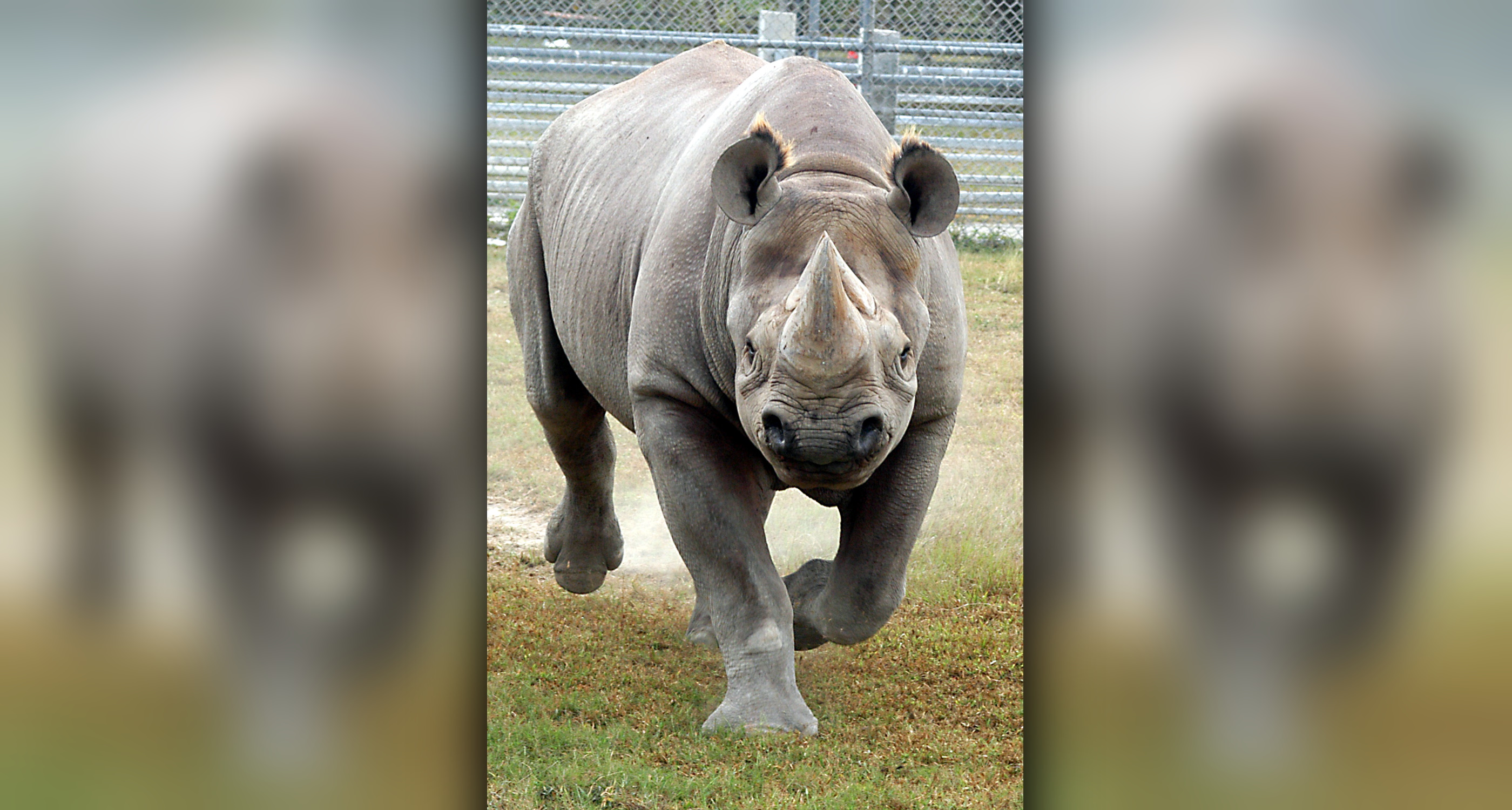43yearold beloved rhino, Toshi, dies at Zoo Miami WSVN 7News(02)