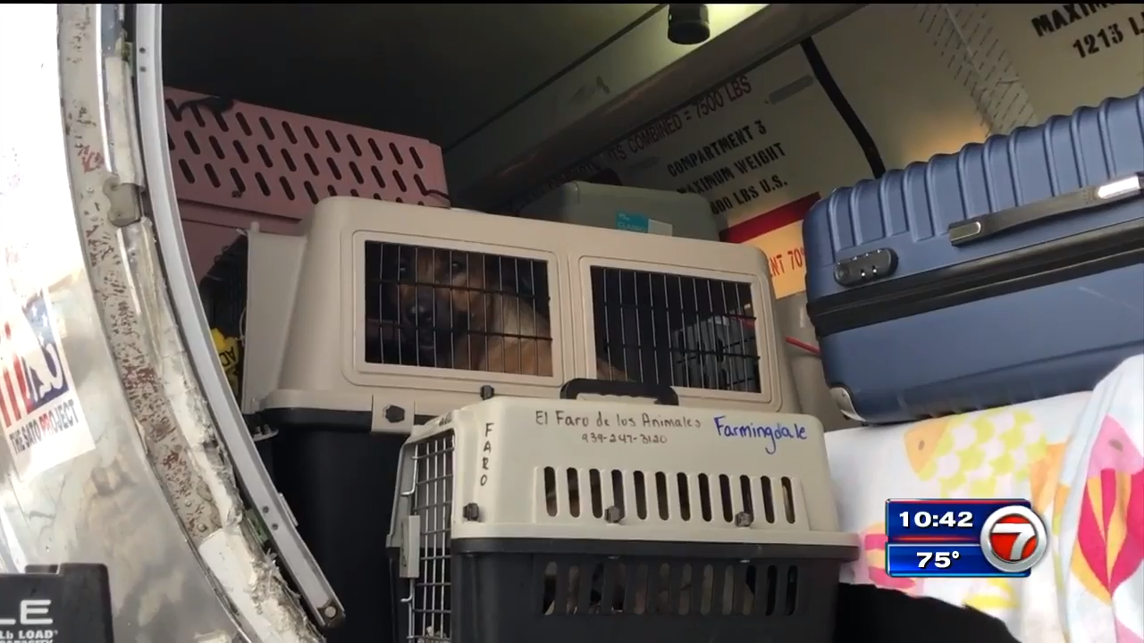Wings of Rescue flies at-risk pets from Miami-Dade shelters to New York ...