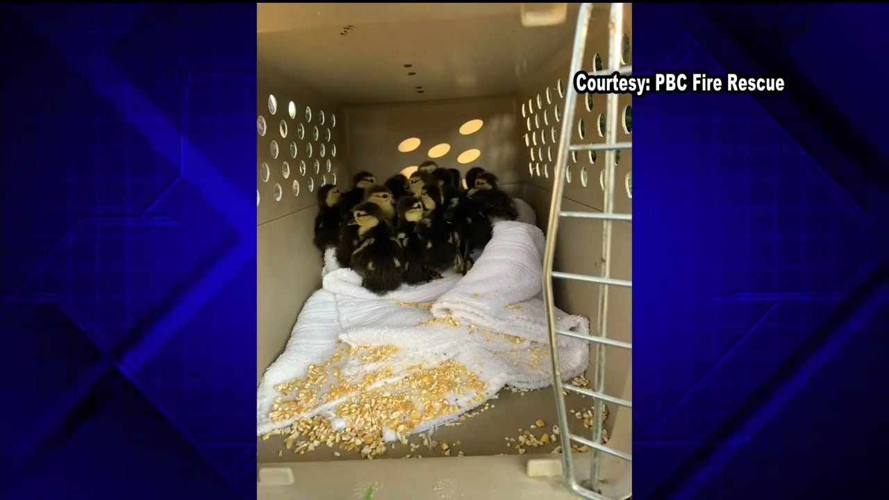 Palm Beach Fire Rescue crew rescues 17 ducklings from sewer drain ...
