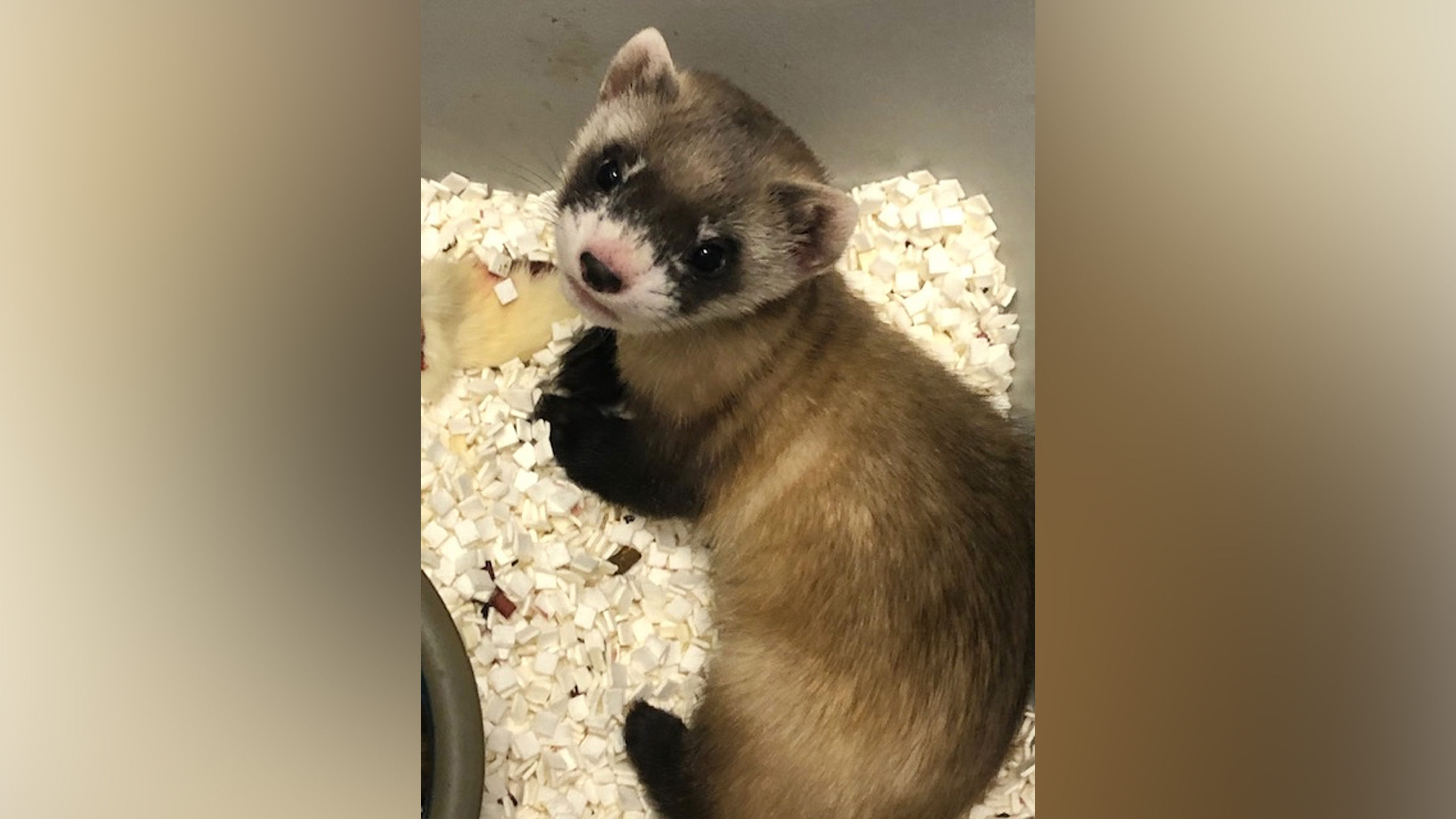 Meet Elizabeth Ann the ferret The first endangered American animal to