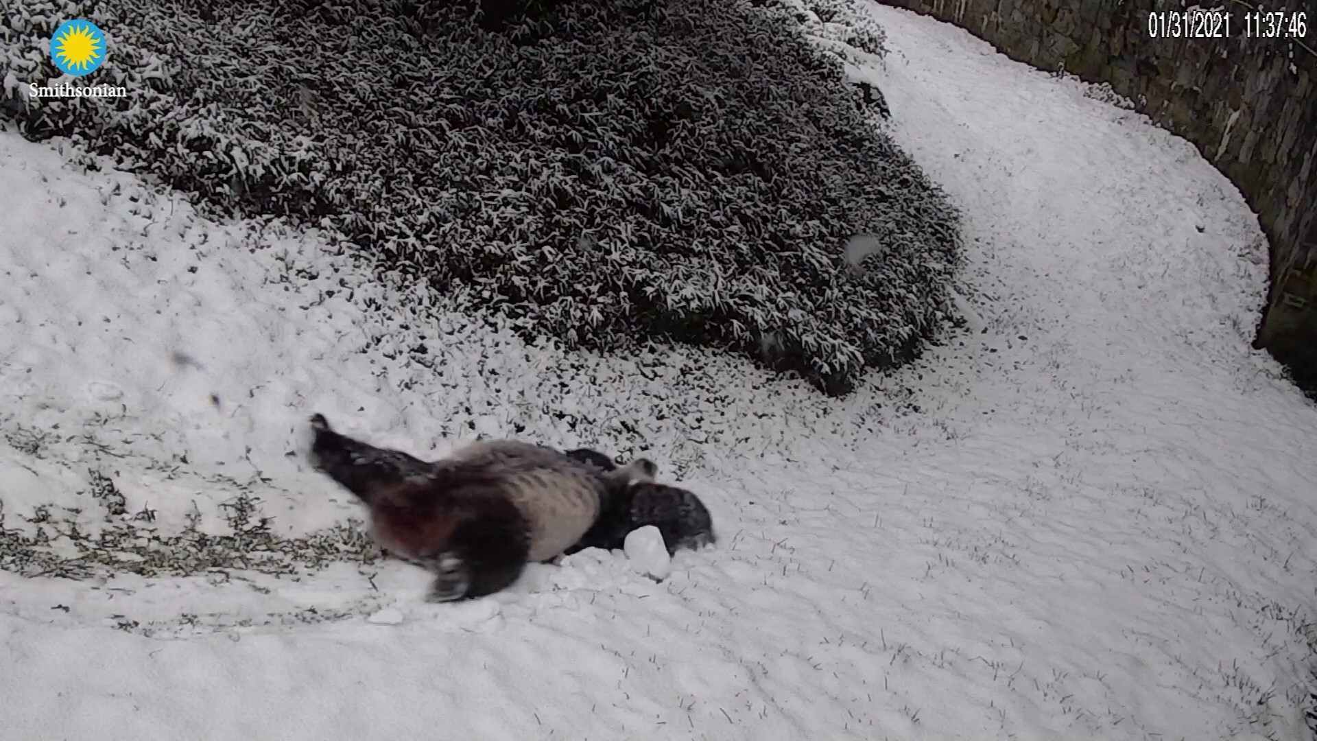 Adorable video shows pandas playing in snow at National Zoo WSVN