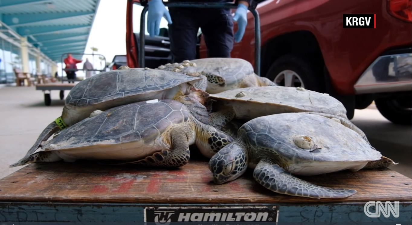 Thousands of turtles have been rescued from freezing waters in Texas