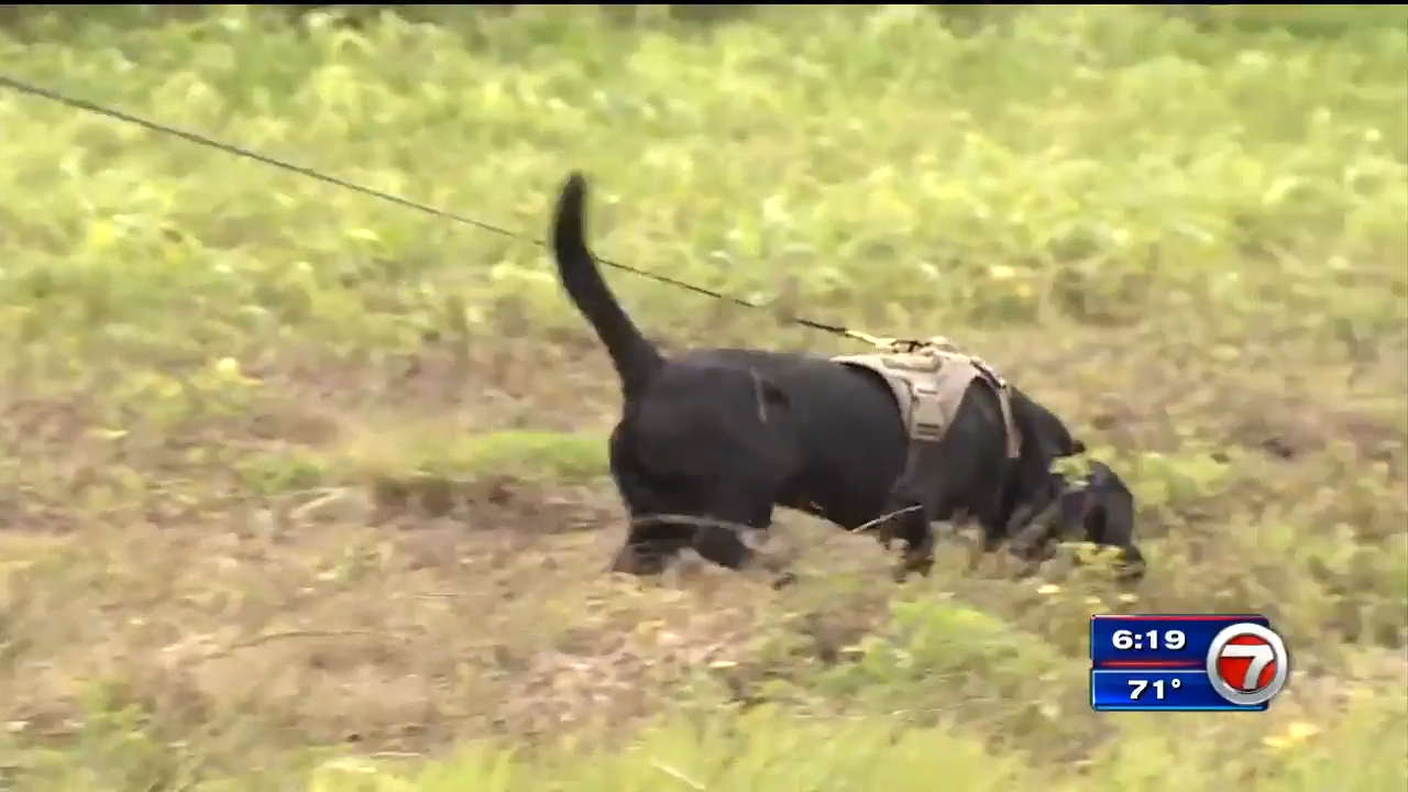 FWC uses dogs to hunt Burmese pythons in the Everglades - WSVN 7News ...