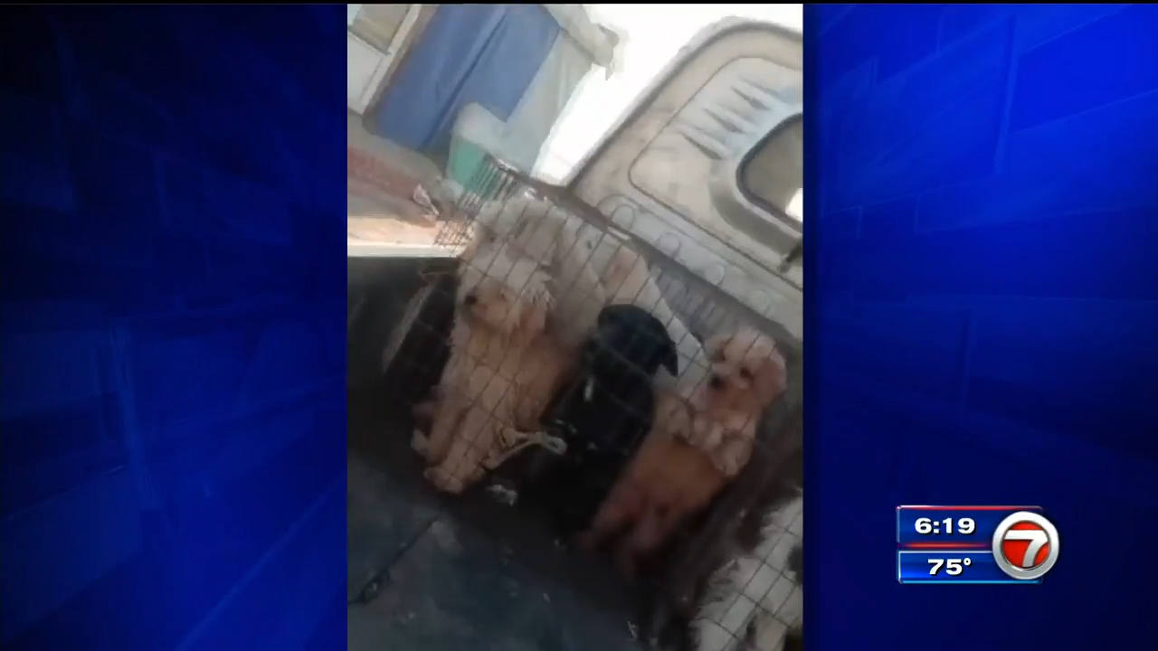 Pompano Beach animal rescue organization to bring dogs saved from