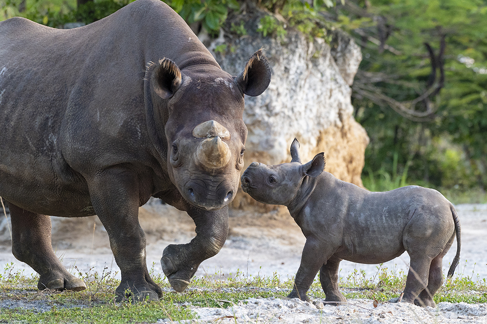 where does black rhinoceros live where does black rhinoceros live