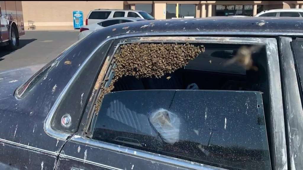 Crews remove approximately 15,000 bees from car outside New Mexico