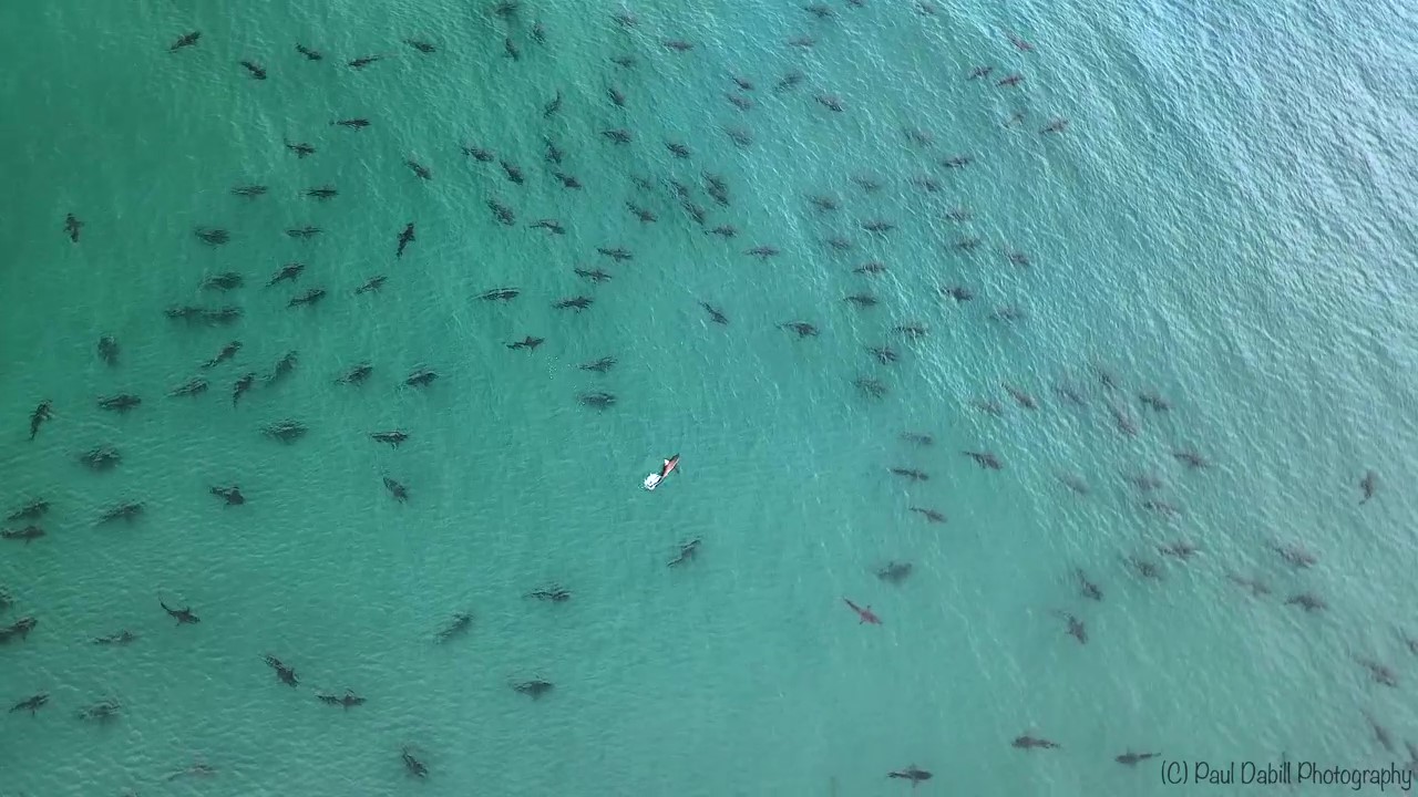 School Of Blacktip Sharks Spotted Swimming Off Coast Of Florida Beach Wsvn 7news Miami News Weather Sports Fort Lauderdale