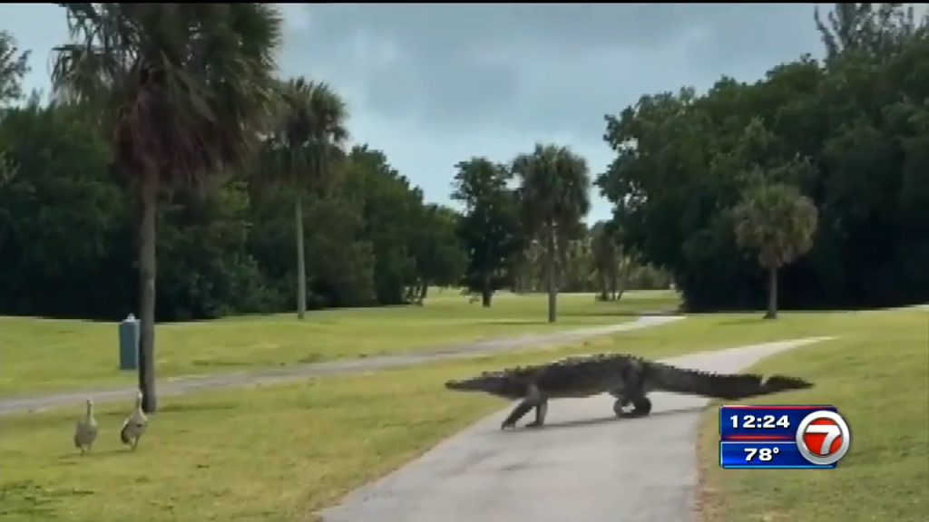 Cellphone video captures crocodile along Crandon Golf at Key Biscayne