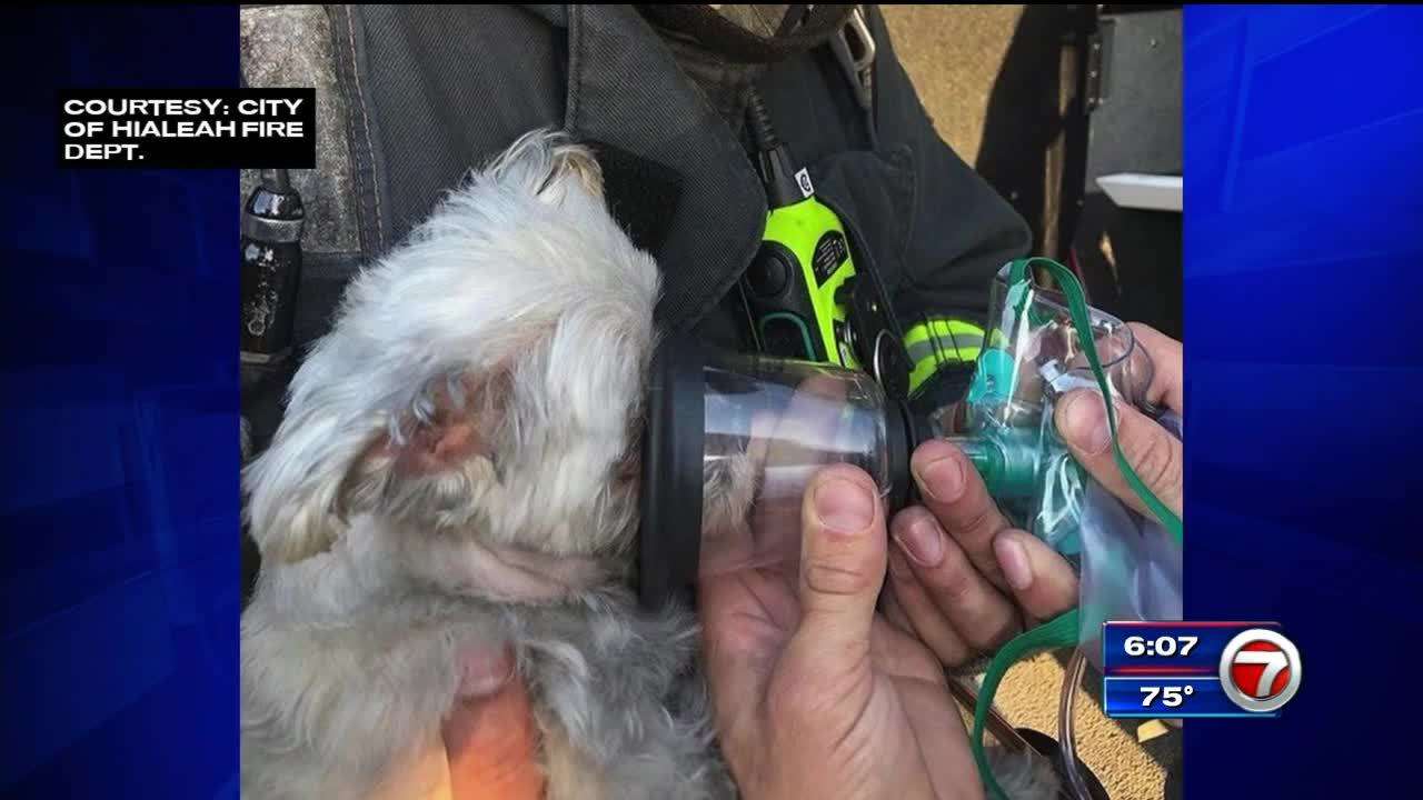 Firefighters rescue puppy from house fire in Hialeah - WSVN 7News ...