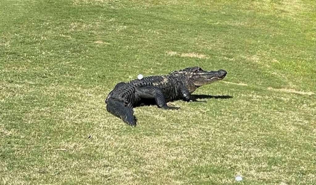 South Carolina golfers question how to proceed after ball lands on
