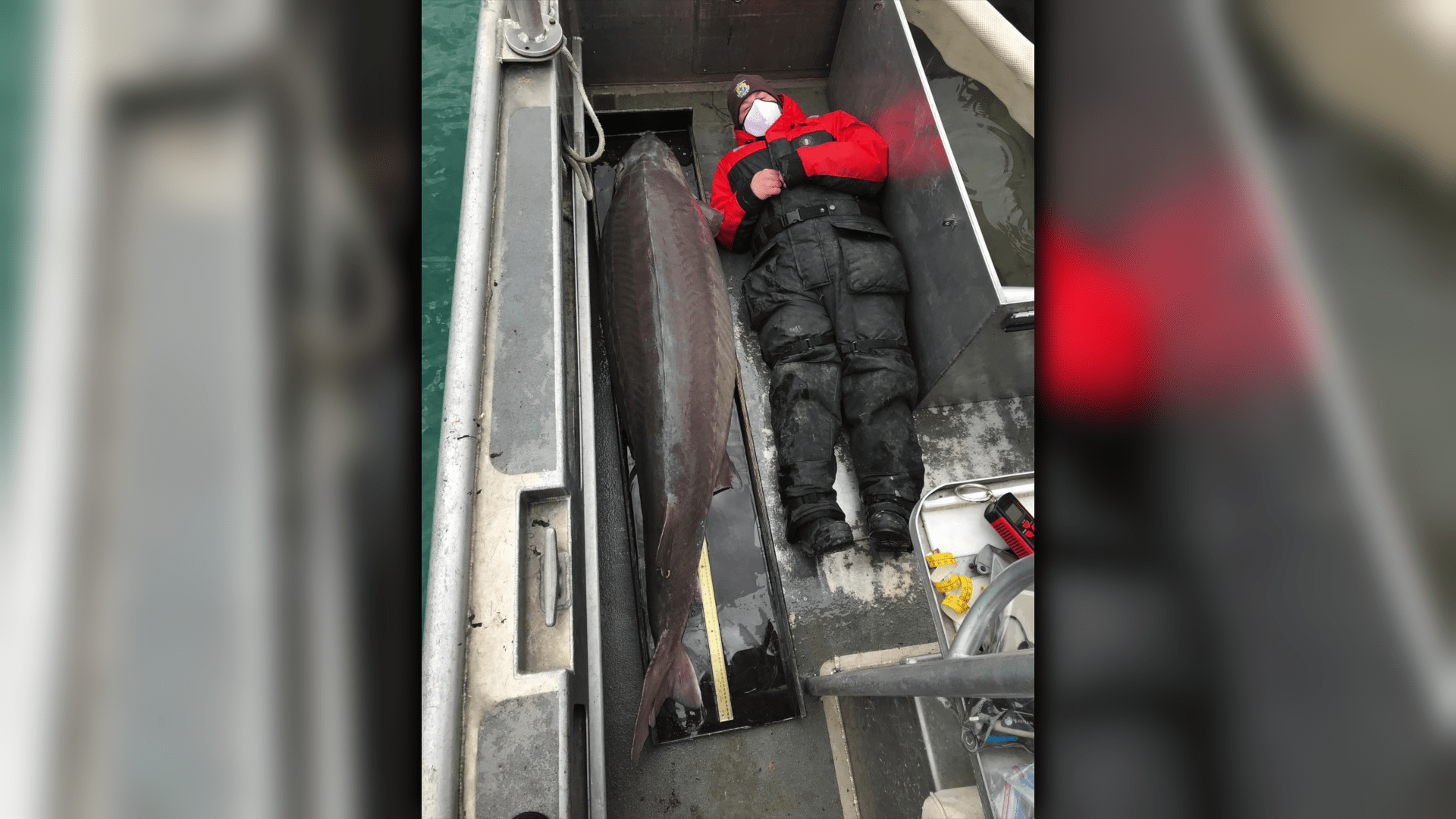 Hold on! 240pound fish, age 100, caught in Detroit River WSVN 7News
