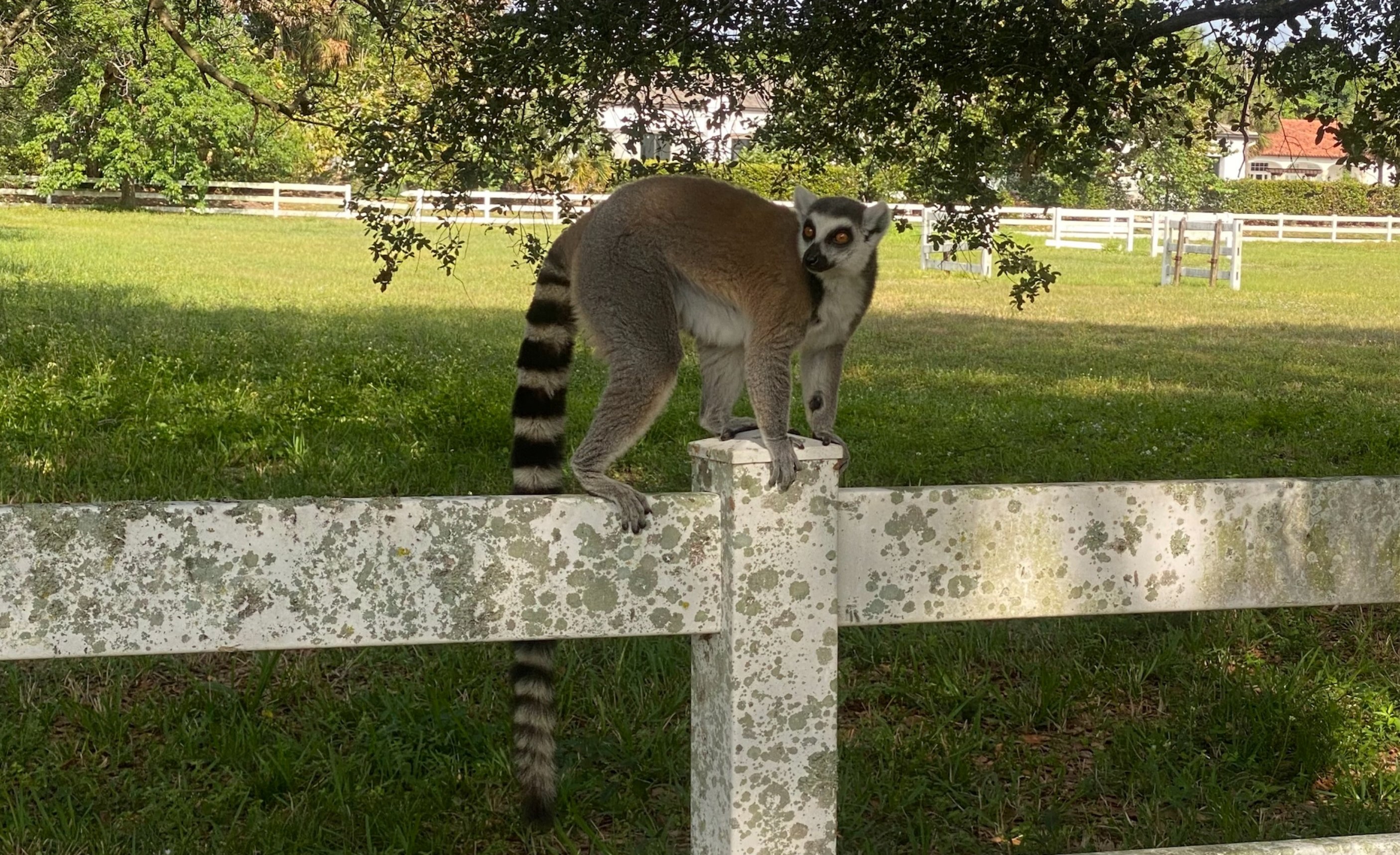 Police searching for owner of lost lemur found in Southwest Ranches