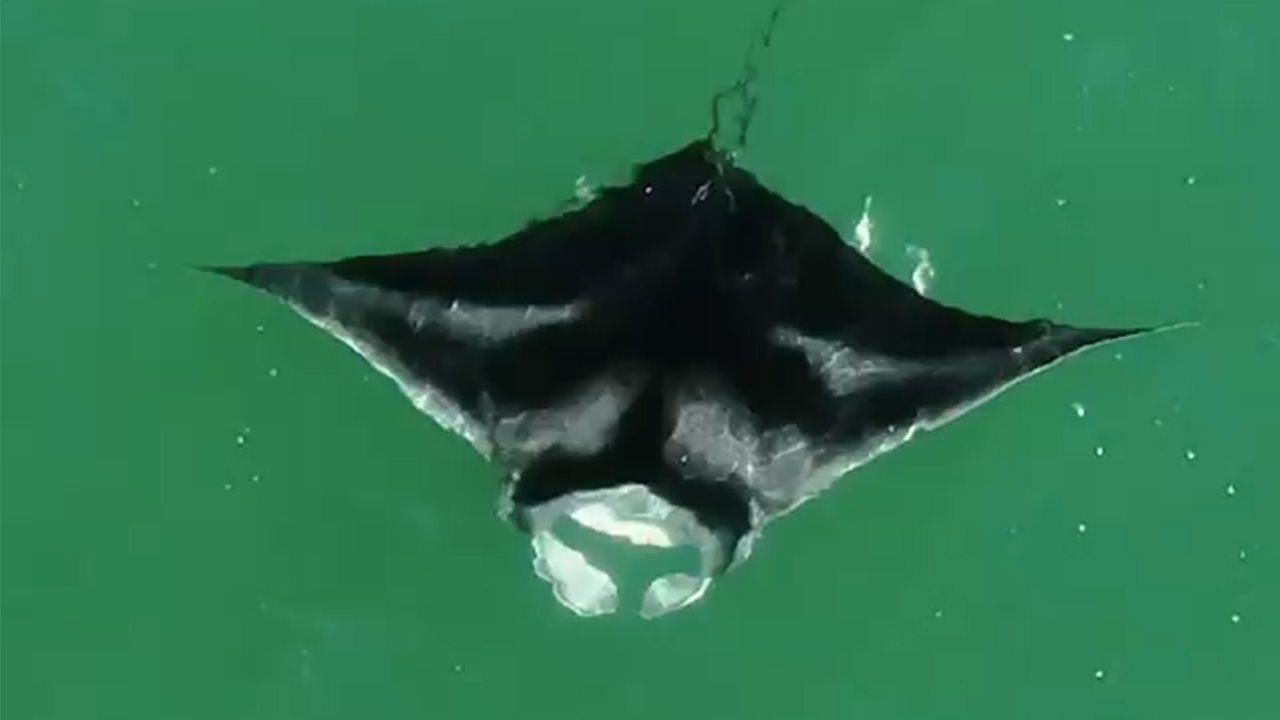 Texas father, son reel in massive 600-pound manta ray