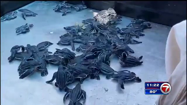 Officers rescue about 50 sea turtles that hatched at daytime on Hollywood Beach - WSVN 7News | Miami News, Weather, Sports | Fort Lauderdale