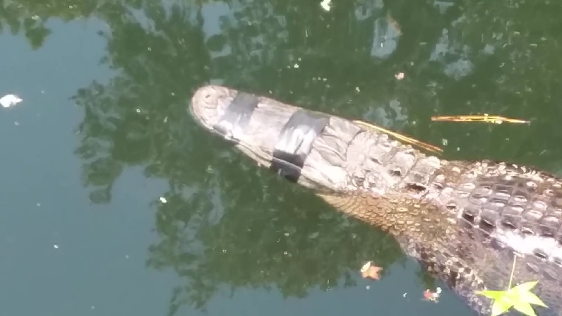 Reward Offered In Case Of Gator Found With Eyes Snout Taped Shut Wsvn 7news Miami News Weather Sports Fort Lauderdale