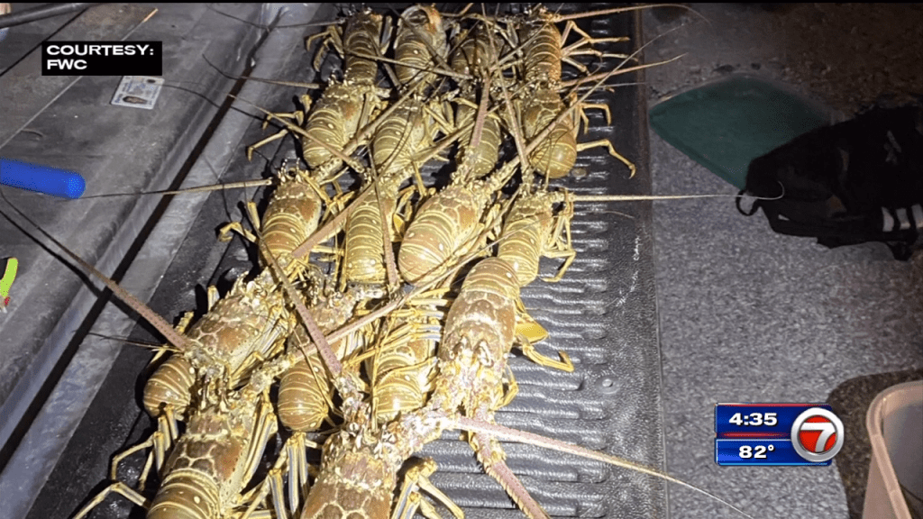 Man Caught In Possession Of 27 Illegal Lobsters In The Keys WSVN 