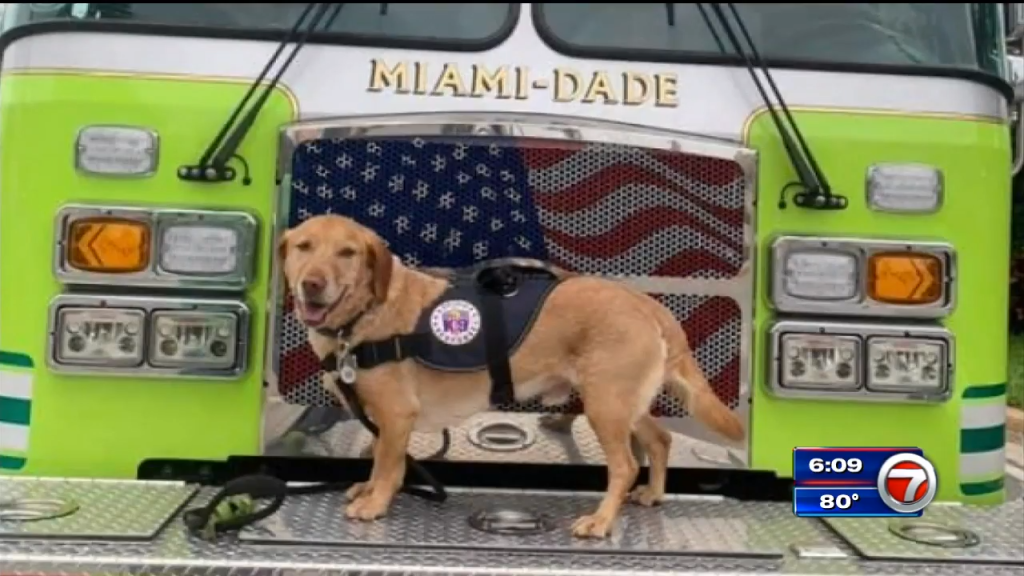 Plane donated to fly hurt comfort dog home